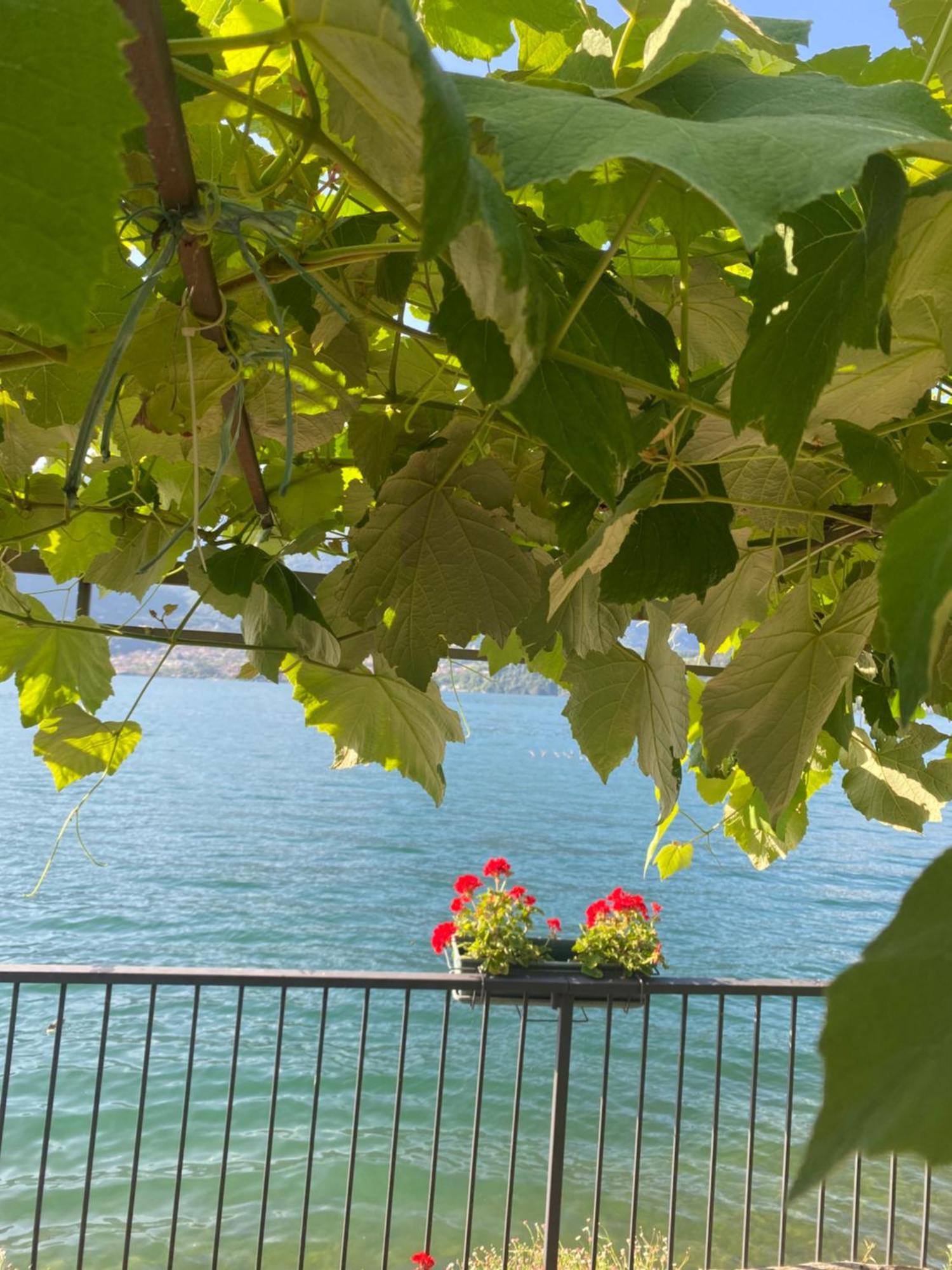 Peonia Apartment - Appartamento Vista Lago Lezzeno Εξωτερικό φωτογραφία