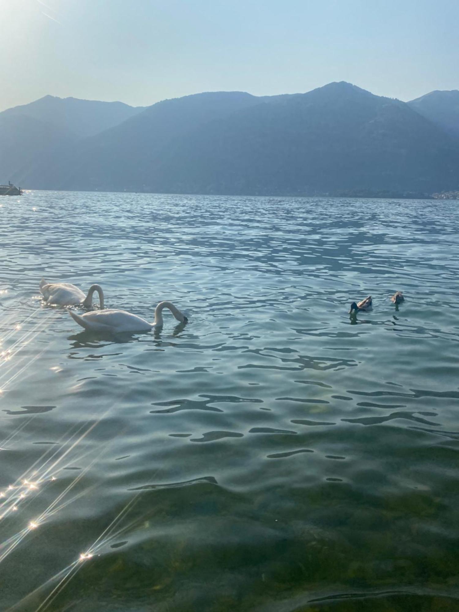 Peonia Apartment - Appartamento Vista Lago Lezzeno Εξωτερικό φωτογραφία