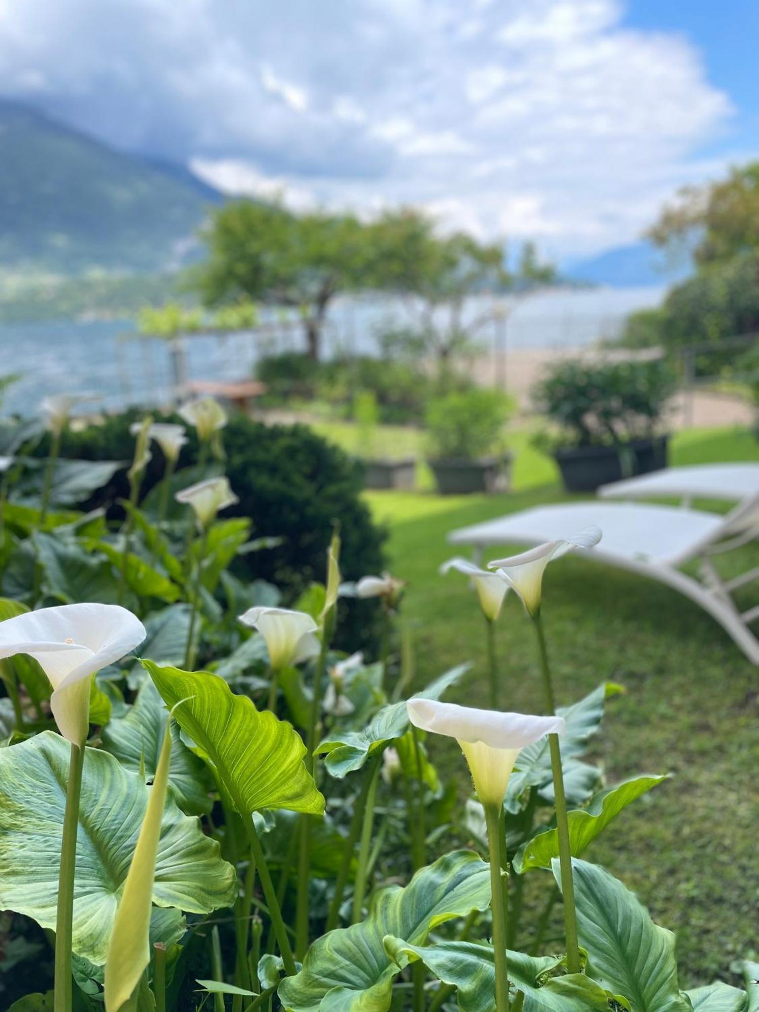 Peonia Apartment - Appartamento Vista Lago Lezzeno Εξωτερικό φωτογραφία